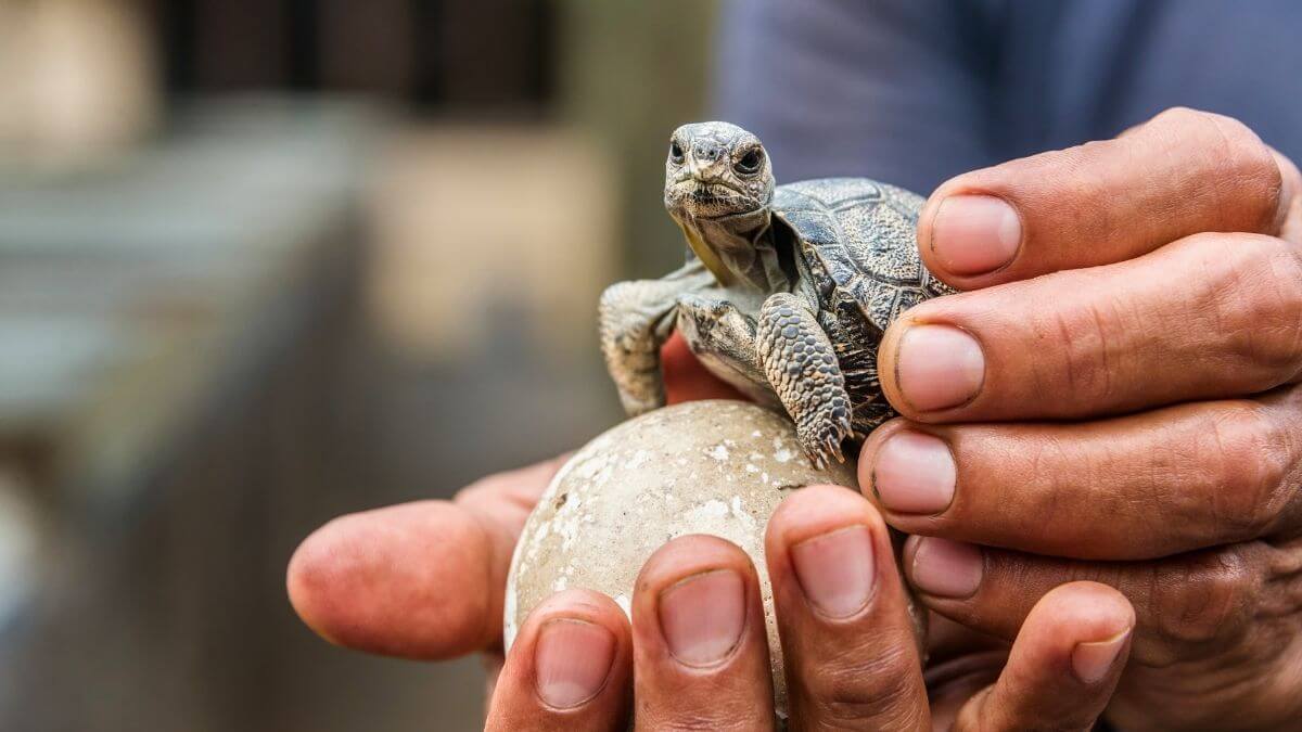 Viagem Equador e Ilhas Galápagos | Viagem em Grupo Aérea 15 Dias - MaxxiTours